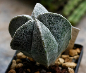 Ast 381: A. myriostigma x asterias hybrid kikko onzuka asterias super kabuto capricorne variegat kitsoku niveum myriostigma Dresden Fotograf