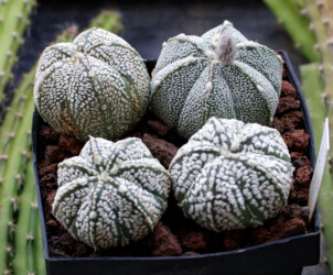 niveum fukuryu kitsoku Dresden crassispinum asterias kikko ornatum hakuun coahuilense hybrid capricorne