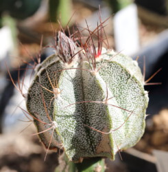 Astro myriostigma hybrid niveum asterias hakuun senile Astrophytum crassispinum coahuilense kitsoku