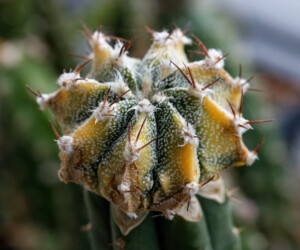 Fotograf Dresden niveum kikko caput medusae hakuun asterias ornatum fukuryu Astrophytum super kabuto