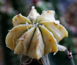 Dresden onzuka myriostigma ornatum capricorne hanazono coahuilense kitsoku fukuryu asterias senile