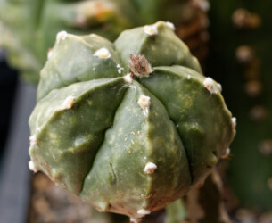 Ast 409: A. myriostigma x asterias hybrid kitsoku Dresden fukuryu hakuun asterias Astrophytum kikko capricorne caput medusae myriostigma niveum