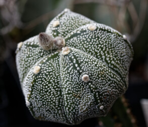 kitsoku niveum Fotograf onzuka senile crassispinum Astrophytum fukuryu capricorne caput medusae hanazono