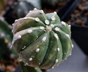 asterias senile onzuka super kabuto hanazono crassispinum myriostigma hybrid kitsoku caput medusae