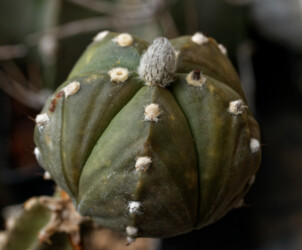 Ast 413: A. myriostigma x asterias hybrid niveum senile myriostigma coahuilense Fotograf Astro asterias onzuka fukuryu Dresden kikko capricorne