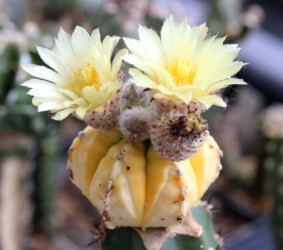 Ast 416 asterias Dresden onzuka fukuryu ornatum kitsoku capricorne crassispinum hakuun Fotograf variegat niveum