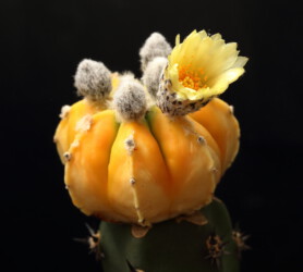 Ast 417 capricorne Dresden hybrid hanazono crassispinum hakuun myriostigma niveum senile super kabuto ornatum