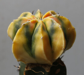 Ast 419 senile Astro capricorne caput medusae Fotograf crassispinum fukuryu niveum myriostigma kitsoku onzuka