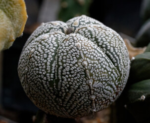 Ast 423: A. myriostigma x asterias hybrid crassispinum super kabuto Astro onzuka myriostigma variegat hakuun hanazono senile fukuryu caput medusae