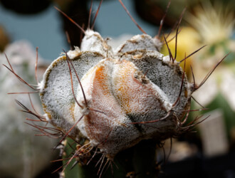 super kabuto coahuilense myriostigma crassispinum kikko hybrid Astrophytum senile variegat kitsoku