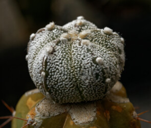 hybrid ornatum kitsoku hanazono crassispinum hakuun niveum caput medusae Fotograf Astrophytum Astro