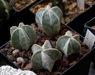 Fotograf Dresden variegat kitsoku Astrophytum myriostigma hanazono caput medusae onzuka coahuilense