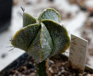 asterias coahuilense variegat senile onzuka hakuun ornatum myriostigma kitsoku Dresden Astrophytum crassispinum