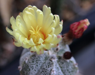 Ast 447, MYR x (COA x AST) hanazono Fotograf Astro hakuun variegat fukuryu hybrid super kabuto kikko senile capricorne Astrophytum