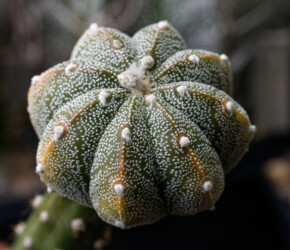 Ast 448: A. myriostigma x asterias hybrid senile Astro kitsoku variegat myriostigma hybrid crassispinum capricorne Astrophytum ornatum caput medusae