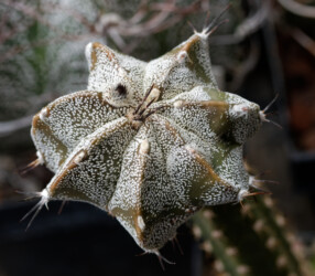 Ast 449: A. myriostigma x capricorne, 10/21. crassispinum Astro variegat hybrid asterias super kabuto niveum caput medusae ornatum senile Fotograf