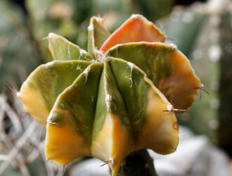 Ast 474: A. myriostigma x capricorne, 10/21. Astro niveum kitsoku hakuun coahuilense Astrophytum hanazono kikko Fotograf fukuryu myriostigma ornatum