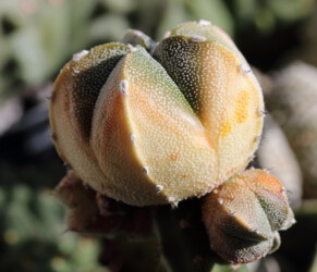 Ast 482, MYR x (COA x AST) myriostigma coahuilense super kabuto niveum fukuryu hanazono capricorne hybrid Astro Dresden kikko