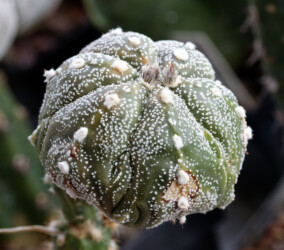 Ast 487: A. myriostigma x asterias cv. star shape niveum kitsoku fukuryu Fotograf hakuun myriostigma kikko caput medusae variegat hanazono super kabuto