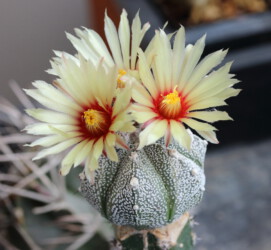 Ast 488: A. coahuilense x asterias cv. star shape asterias caput medusae Fotograf hybrid capricorne crassispinum hakuun senile myriostigma fukuryu Dresden Astro