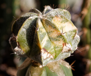 Ast 492: A. myriostigma x capricorne, 10/21. fukuryu capricorne niveum Dresden senile Astro asterias onzuka myriostigma hanazono hakuun kitsoku variegat