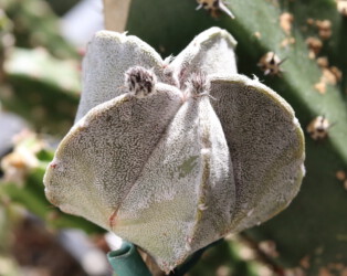 Fotograf hakuun coahuilense capricorne Astrophytum caput medusae hanazono myriostigma kikko kitsoku