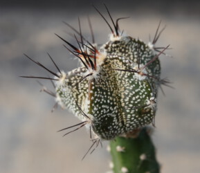 variegat hybrid hanazono hakuun Fotograf coahuilense niveum capricorne caput medusae Astrophytum fukuryu Astro
