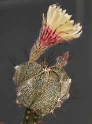 Ast 500: A. myriostigma cv. tricostatum x capricorne var. minor SB323, 09/21. senile hanazono Fotograf coahuilense caput medusae capricorne hybrid super kabuto Astrophytum asterias