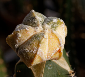 Ast 518, MYR x (COA x AST) coahuilense onzuka hakuun hanazono ornatum capricorne niveum caput medusae fukuryu asterias kitsoku