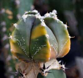 Ast 522, MYR x (COA x CAP) onzuka asterias myriostigma hanazono senile ornatum niveum Fotograf Dresden fukuryu Astrophytum
