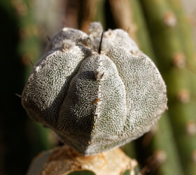 Ast 543, MYR x (COA x AST) hanazono Dresden Astro Fotograf capricorne fukuryu senile hakuun caput medusae crassispinum onzuka