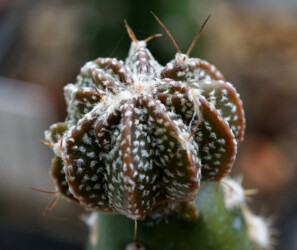 Ast 545, (COA x AST) x CAP asterias senile super kabuto kikko Astrophytum variegat myriostigma Dresden Fotograf crassispinum ornatum