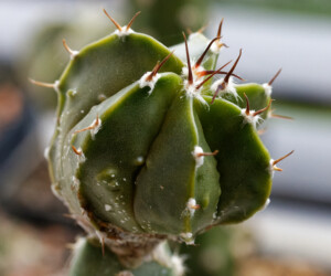 Ast 553, ORN x (COA x AST) onzuka variegat caput medusae Dresden kikko hybrid senile hanazono myriostigma Fotograf ornatum