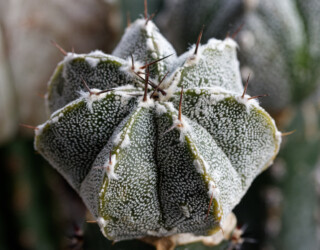 Ast 554, ORN x (COA x AST) crassispinum caput medusae hybrid kitsoku Astrophytum hakuun myriostigma kikko hanazono coahuilense