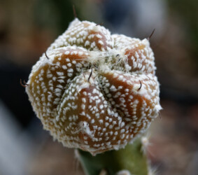Ast 558, (COA x AST) x (MYR x AST) onzuka Fotograf niveum super kabuto senile fukuryu myriostigma Astrophytum kikko kitsoku hanazono hybrid