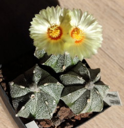 variegat senile ornatum fukuryu kikko Astro hybrid capricorne niveum hanazono Fotograf myriostigma crassispinum