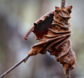 Blatt vom letzten Herbst Fotografie Herbst Bildbearbeitung Daniel Kirsten Dresden