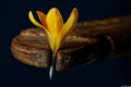  Fotograf Daniel Kirsten Dresden Krokus Blume Rohrzange Rost