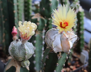 Ast 447 (Ast 160 x Ast 316, MYRx(COAxAST), links) und Ast 424 (Ast 139 x Ast 045, COAxCAP) 07/21. capricorne Astrophytum super kabuto kikko hybrid coahuilense niveum hanazono senile Fotograf ornatum