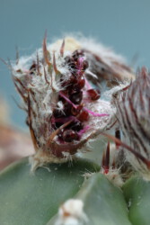 Ast 471 mit Samen aus Ast 471 x Ast 316, 10/21. Astro capricorne hybrid super kabuto myriostigma fukuryu Dresden kikko coahuilense asterias Fotograf