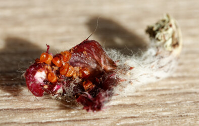 Die mickerigen Samen aus Ast 488 x Ast 500, 10/21. ornatum Astro kitsoku crassispinum hanazono super kabuto variegat Fotograf Dresden asterias hakuun