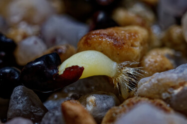 Ast 564: (MYRxCAP) x (COAx(CAPAS F2)) super kabuto hybrid variegat capricorne asterias ornatum fukuryu crassispinum kitsoku senile kikko caput