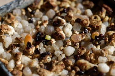 Ast 564: (MYRxCAP) x (COAx(CAPAS F2)) ornatum coahuilense kikko myriostigma Dresden crassispinum Fotograf niveum hybrid asterias Astrophytum