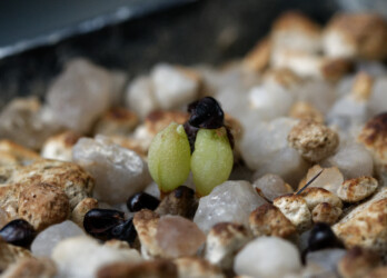 Ast 564: (MYRxCAP) x (COAx(CAPAS F2)) coahuilense capricorne hanazono crassispinum fukuryu kitsoku myriostigma ornatum asterias onzuka