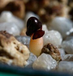 Ast 565: (MYRxCAP) x (COAxAST) Astro crassispinum hanazono coahuilense myriostigma onzuka niveum variegat Fotograf Dresden capricorne