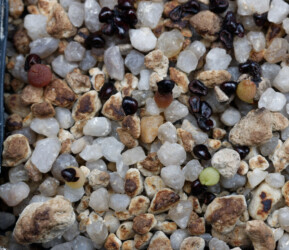 Ast 565: (MYRxCAP) x (COAxAST) Astrophytum Dresden hakuun niveum kikko Fotograf hanazono variegat kitsoku hybrid caput medusae