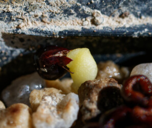 Ast 566: (COAxAST) x (MYRxCAP) variegat hakuun Astrophytum super kabuto caput medusae Astro Fotograf hybrid Dresden senile crassispinum