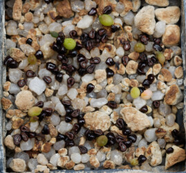 Ast 566: (COAxAST) x (MYRxCAP) Fotograf capricorne kitsoku kikko Dresden hakuun asterias ornatum myriostigma senile onzuka niveum