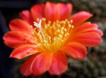 Fotografie Bildbearbeitung Daniel Kirsten Dresden Kaktus Rebutia Makro