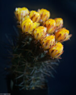 Fotografie Bildbearbeitung Daniel Kirsten Portrait Dresden Kaktus Acanthocalycium